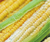 Corn